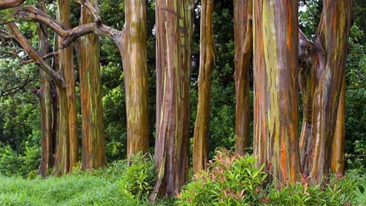 Mengenal Pohon Pelangi, Salah Satu Pohon Terindah di Indonesia