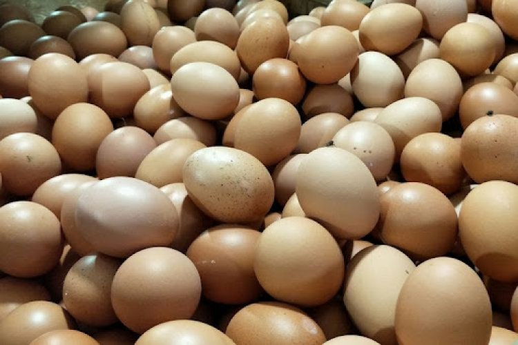 Kementan Pastikan Harga Daging Dan Telur Jelang Nataru Stabil
