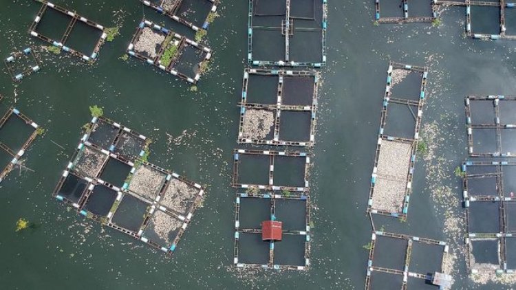 Bau Tak Sedap Muncul Setelah Kematian Massal Ikan Yang Terjadi Di Danau Maninjau