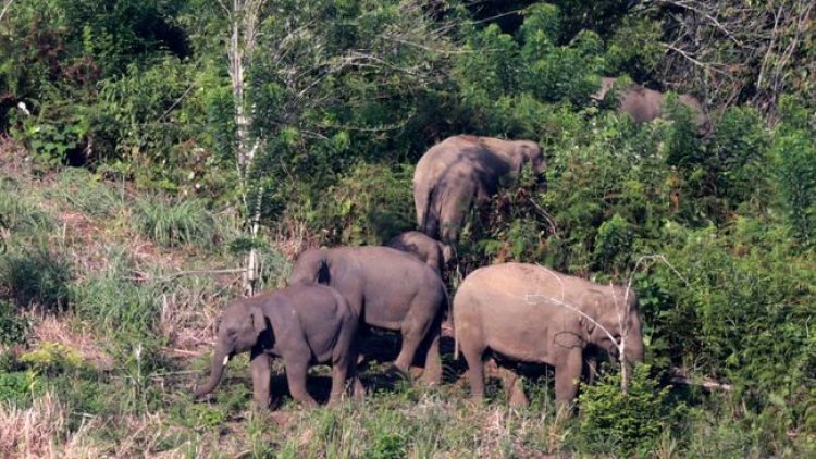 Gajah Liar Rusak Perkebunan Kelapa Sawit di Aceh Barat