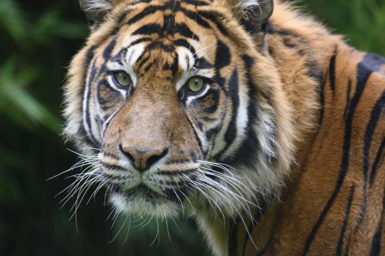 Pekerja 'Hutan Tanam Industri' Tewas Diterkam Harimau Sumatera di Riau