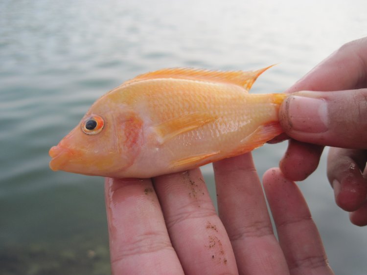 Ikan Iblis Merah Diburu Usai Diduga Rusak Ekosistem Danau Toba