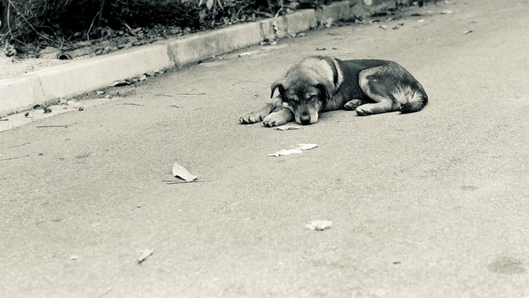 Rumah Jagal Buang Darah Dan Organ Tubuh Anjing Ke Sungai Bengawan Solo