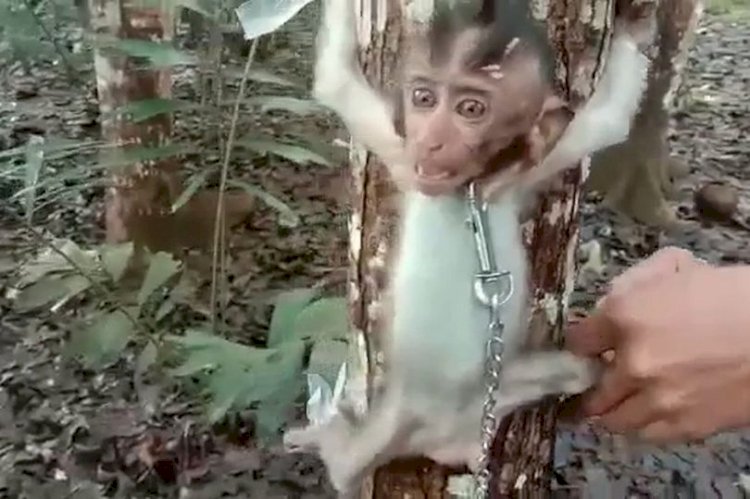 Penyiksa Bayi Monyet Di Tasikmalaya Ditangkap, Jual Konten Penyiksaan Untuk Raih Penghasilan