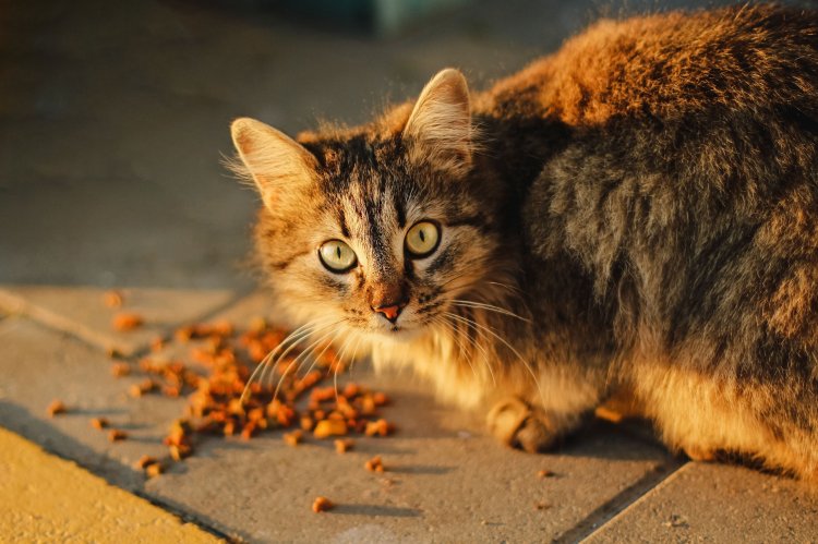 Melanggar, Ribuan Kilogram Makanan Kucing Impor dari China Dibakar Bea Cukai