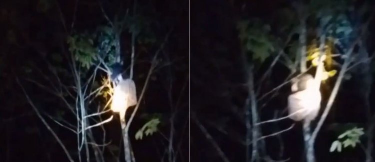 Viral Video Santriwati Kesurupan Panjat Pohon Tengah Malam Hingga Teriak Histeris!