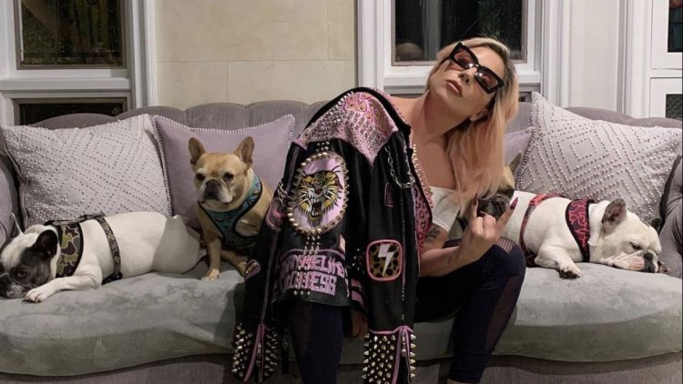 Lady Gaga Digugat Usai Tak Bayar Upah Atas Temuan 2 Anjingnya