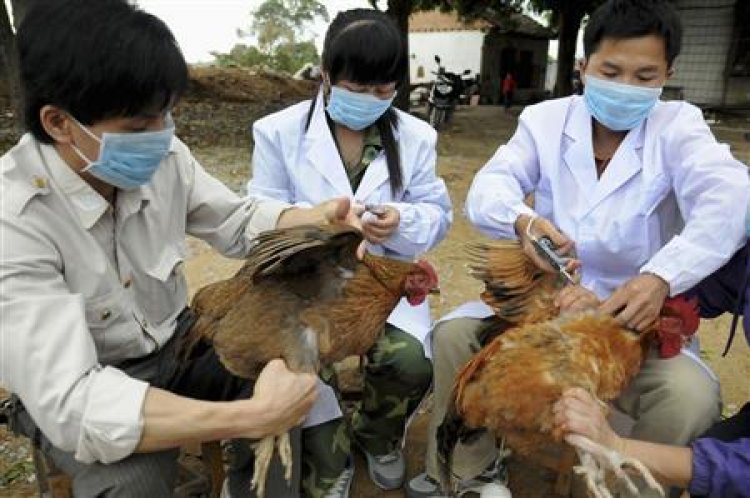 Waspada Masuk Status KLB, Simak Risiko Penularan Dan Gejala Flu Burung