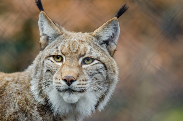 Swedia Legalkan Pembunuhan Kucing Lynx, Meski Dunia Mengecam