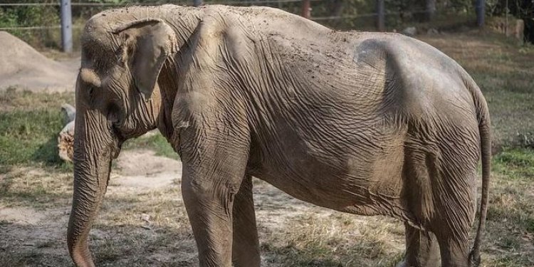 Tulang Punggung Gajah di Thailand Miring Usai Angkut Turis Selama 25 Tahun
