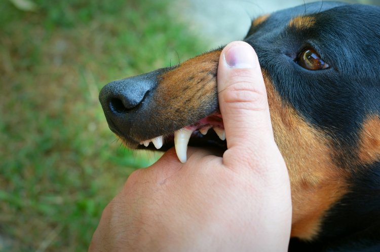 Viral Bocah 5 Tahun Meninggal Usai Digigit Anjing Rabies, Apa Gejalanya?