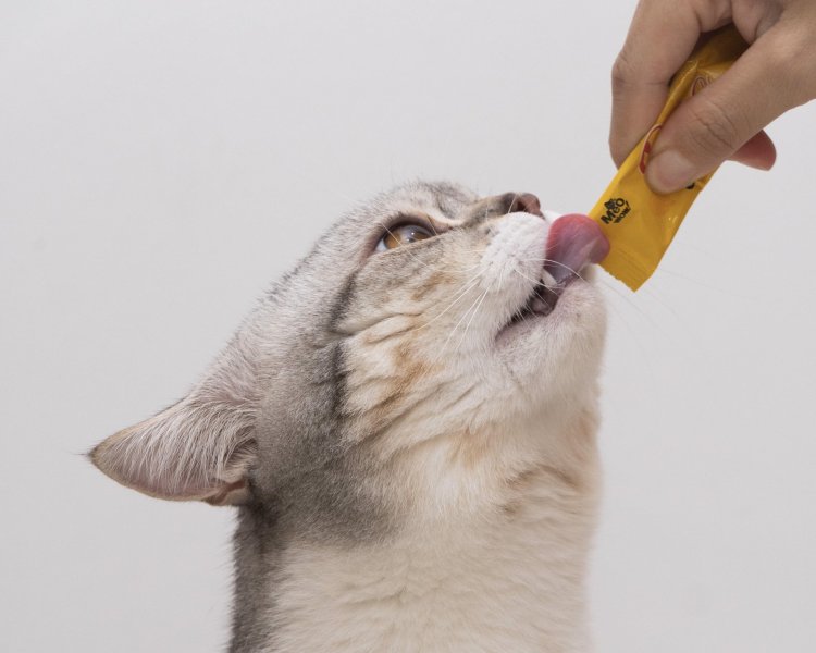 10 Merek Makanan Kucing Basah Terbaik