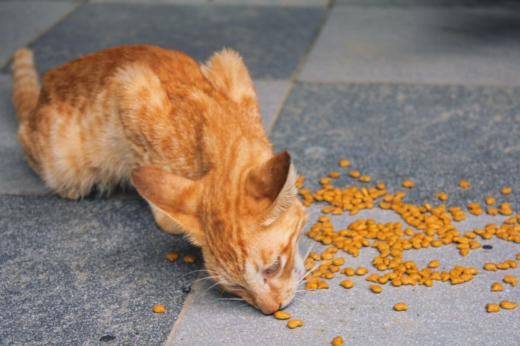 10 Merek Makanan Kucing Kering Bergizi