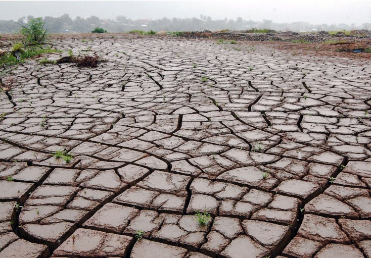BMKG Ungkap Dampak Fenomena El Nino dan IOD di Indonesia