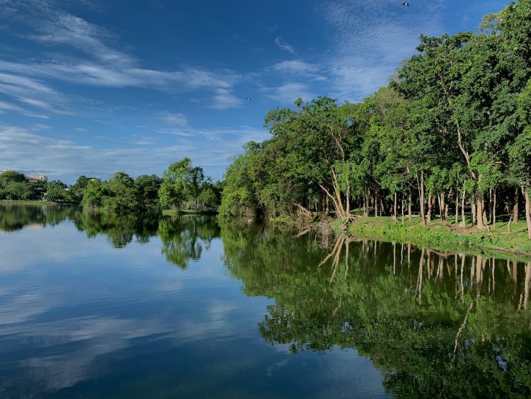 Freeport Bakal Pulihkan 2 Ribu Hektar Hutan Mangrove di Kalimantan