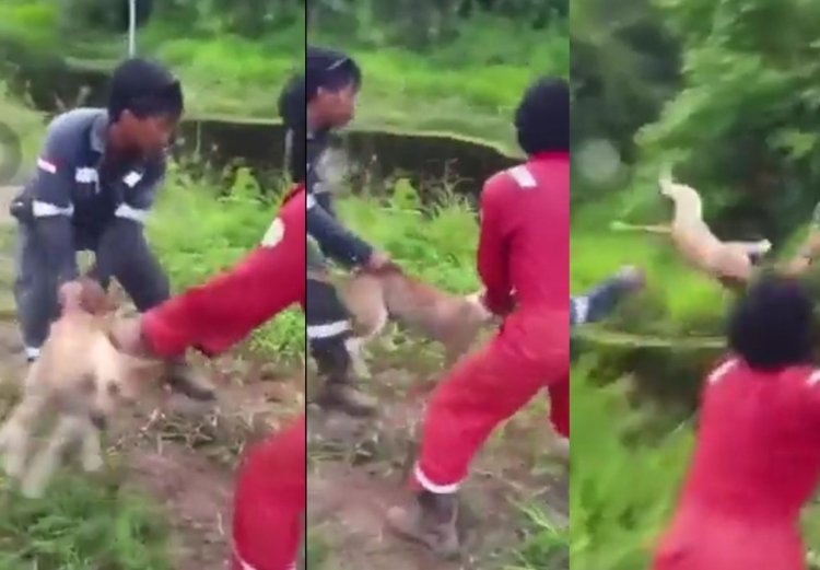 Tega, Anjing di Kalimantan Dilempar ke Rawa Buaya
