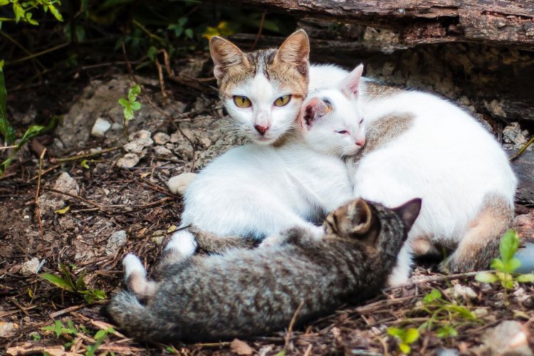 Fakta Terbaru Terkait Kasus 21 Kucing di Sunter Jakut Mati Mendadak