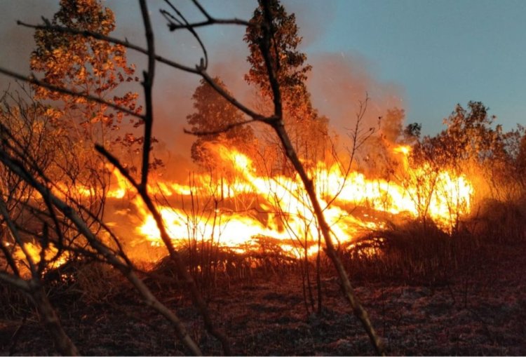 200 Hektar Taman Nasional Way Kambas Hangus Terbakar