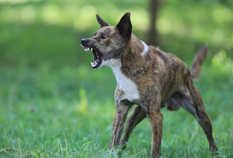Puluhan Warga di NTT Tewas Terkena Gigitan Anjing Rabies