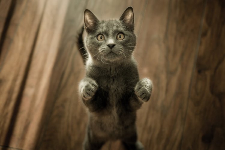 5 Video Kucing Lucu Imut yang Bikin Gemes