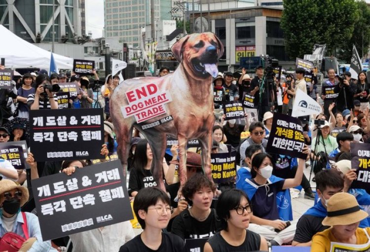 Korsel Resmi Sahkan UU Larangan Peredaran Daging Anjing untuk Konsumsi Manusia