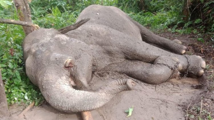 Mengenaskan! Gajah Rahman Tewas diracun di Taman Nasional Tesso Nilo, Gading Diambil