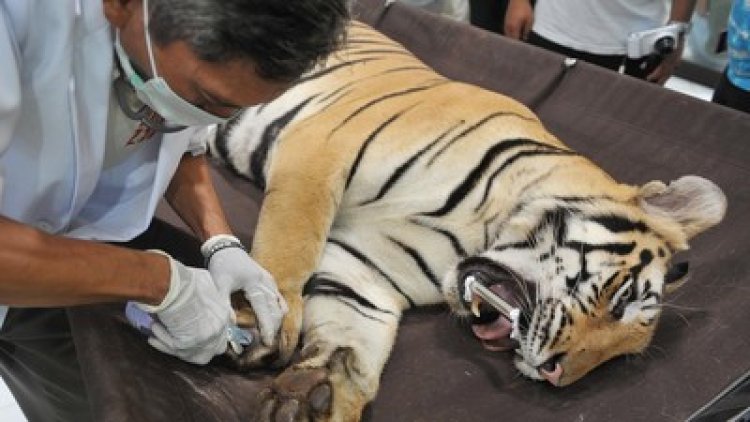 Lagi-lagi, Ini Penyebab Harimau Benggala Mati di Medan Zoo