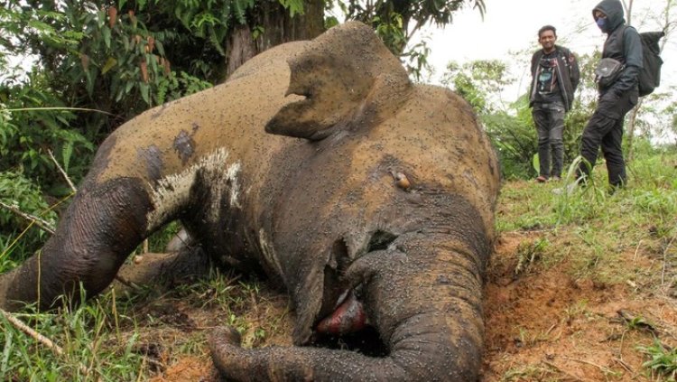 Gajah Sumatra di Aceh Diduga Mati Dibunuh Pemburu dengan Ditembak Senapan Bius