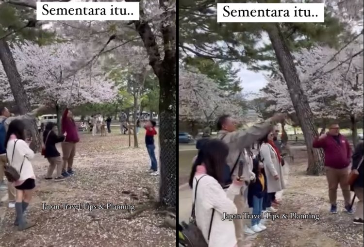 Viral! Turis Indonesia Ketahuan Rusak Bunga Sakura di Jepang