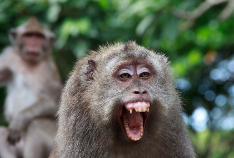 Perut Bayi di Lebak Banten Robek Usai Diserang Monyet Liar